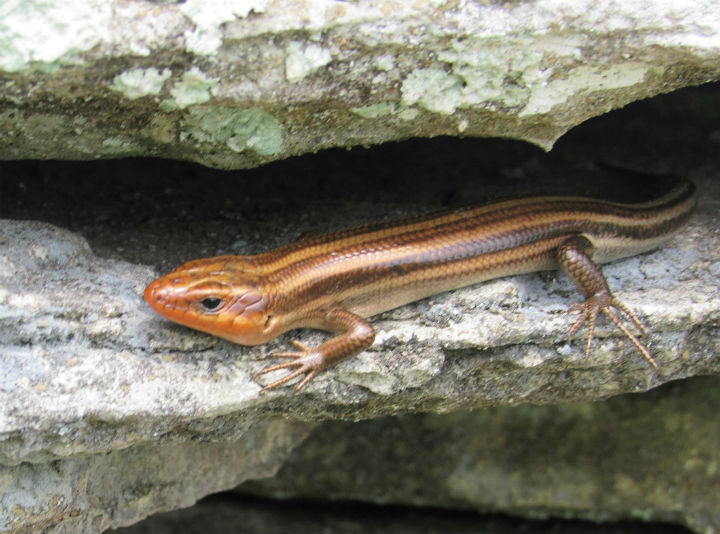 Five-lined Skink